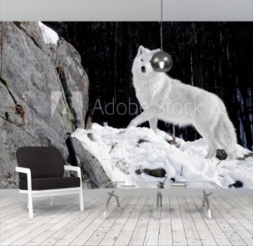 Picture of Arctic Wolf Portrait